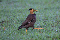 Juveniele Common Myna